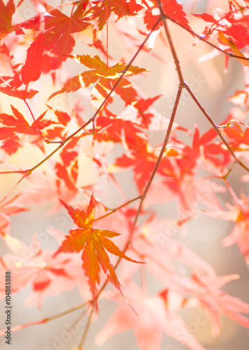 Beautiful red maple leaves and tree in autumn season