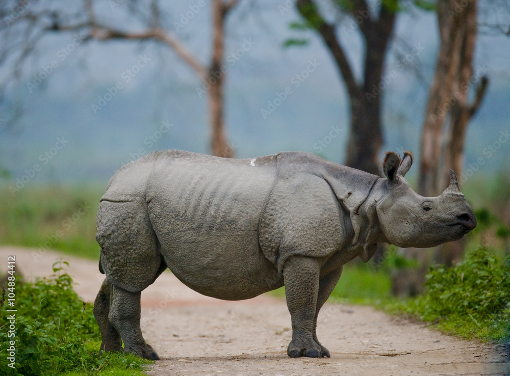 Fototapeta premium Wild Great one-horned rhinoceros is standing on the road in India. 