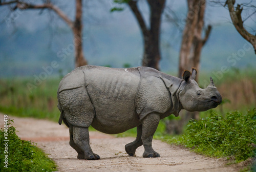 Wild Great one-horned rhinoceros is standing on the road in India. 