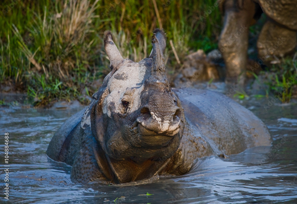 Fototapeta premium Wild Great one-horned rhinoceros lying in a puddle. India. 