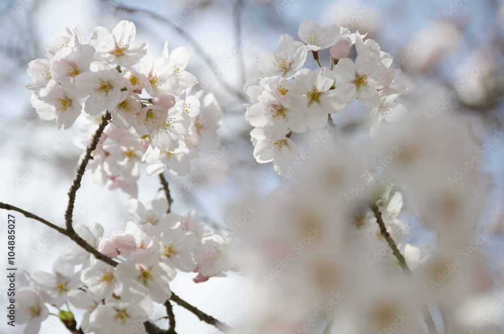 宮島の桜
