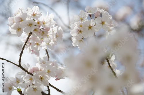 宮島の桜 © salyu