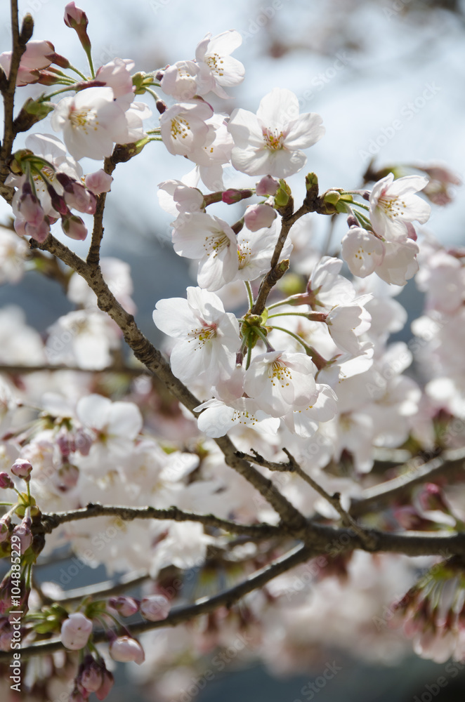 宮島の桜
宮島の桜