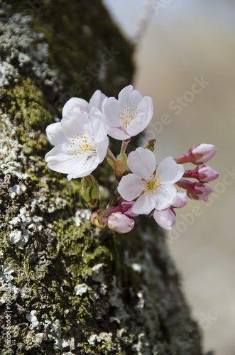 宮島の桜   © salyu