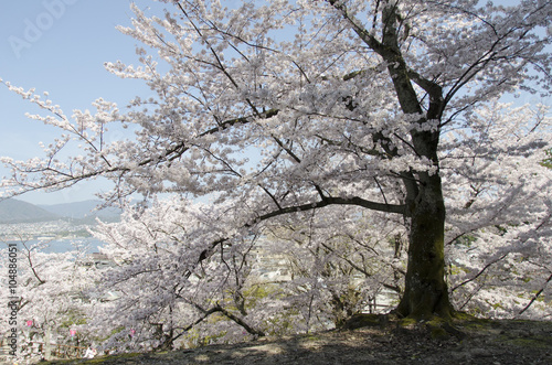 Wallpaper Mural 宮島の桜
 Torontodigital.ca