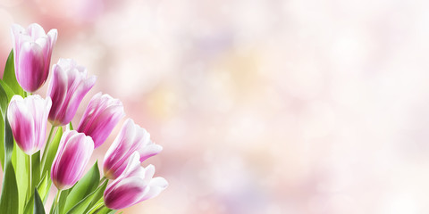 Spring Background with Tulip