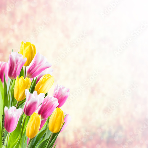 Fototapeta Naklejka Na Ścianę i Meble -  Spring Background with Tulip