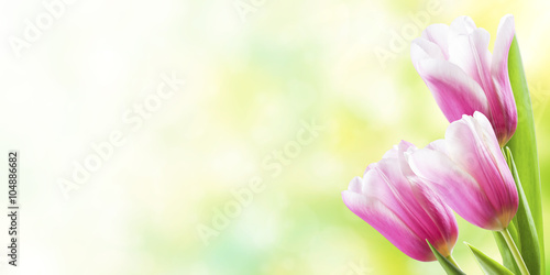 Fototapeta Naklejka Na Ścianę i Meble -  Spring Background with Tulip