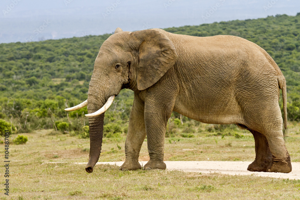 Large male elephant in Must standing in the raod