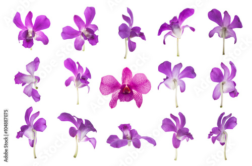 Fototapeta Naklejka Na Ścianę i Meble -  Fifteen purple orchid isolated on white