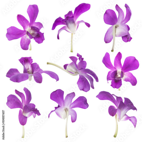 Fototapeta Naklejka Na Ścianę i Meble -  Nine Purple orchids isolated on white