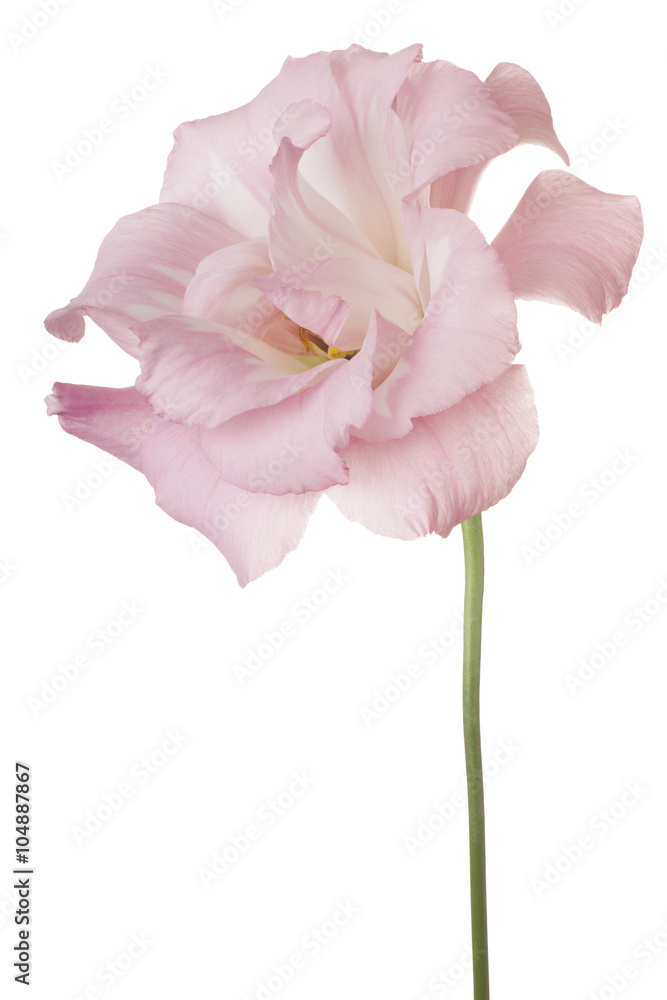 eustoma