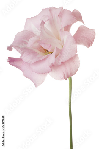 eustoma