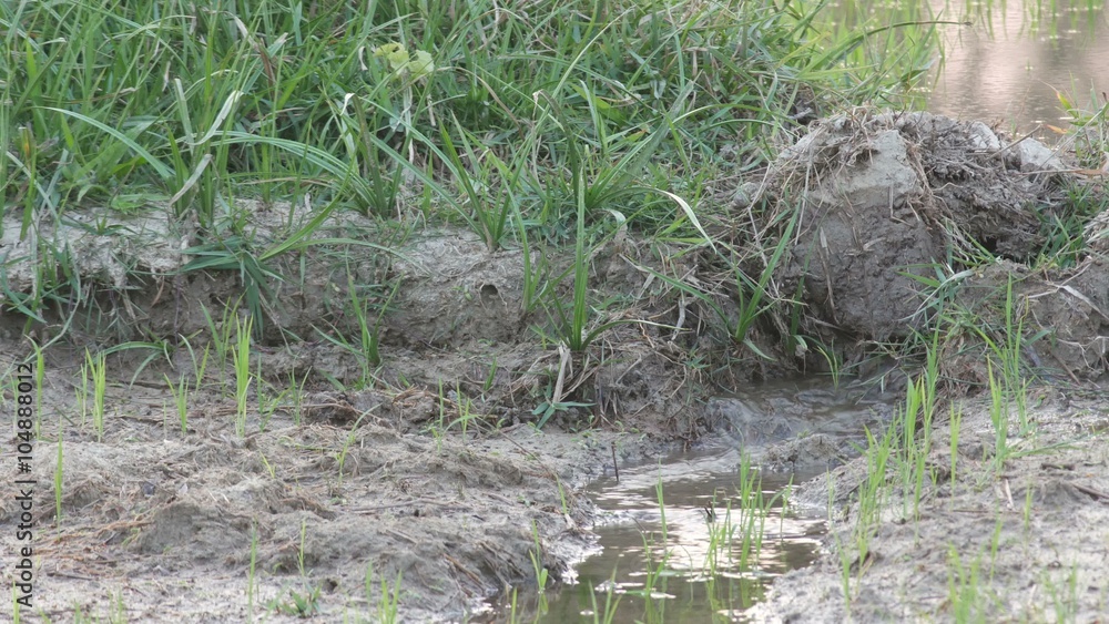shallow channel of water flowing into the paddy field with rice seedling in the limited water amount condition shallow channel of water flowing into the paddy field with rice seedling in the limited water amount condition