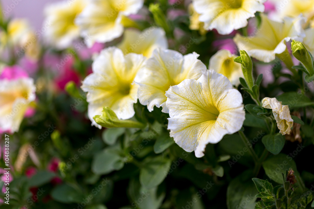 white Petunia Surfinia Vein white Petunia Surfinia Vein