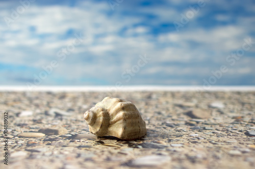 Sea Shell on the beach against the sky