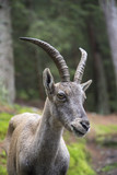 Portrait of a female alpine ibex
