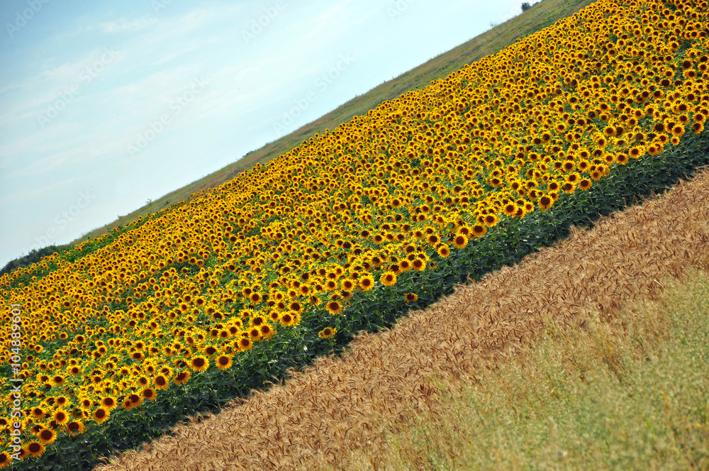 Obraz premium Sunflower field