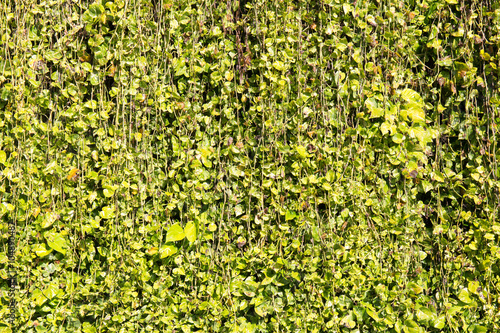 Green leaf background with vine wall