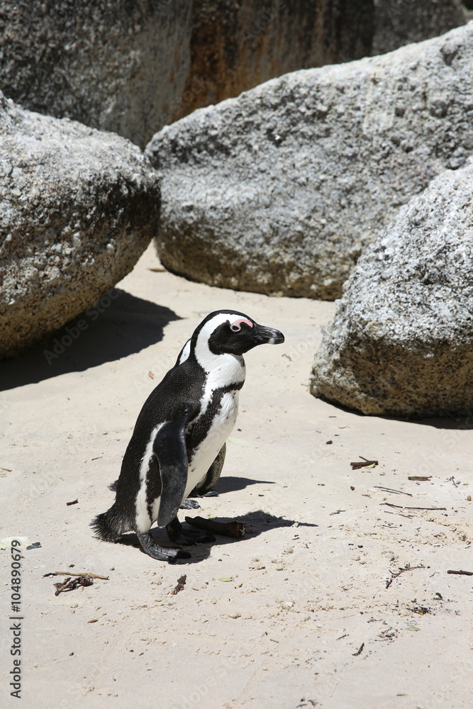 Naklejka premium Jackass Penguin. Boulder Beach. South Africa