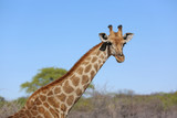 Giraffe im Etosha Nationalpark. Namibia 