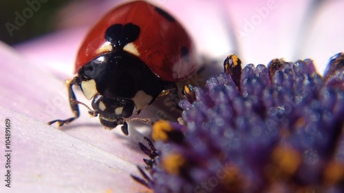 Coccinella macro photo