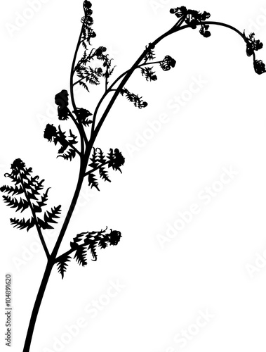 single isolated spring fern black silhouette
