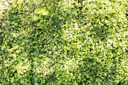 Green leaf background with vine wall and Shadow tree