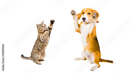 Fototapeta Naklejka Na Ścianę i Meble -  Funny Beagle dog and cat Scottish Straight