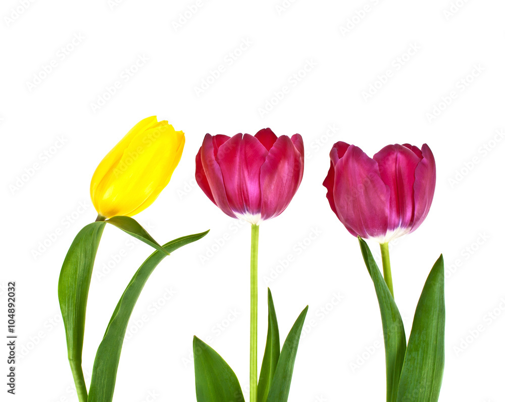 Tulip flowers isolated on white background Tulip flowers isolated on white background
