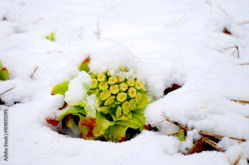 Wallpaper Mural ふきのとう Torontodigital.ca