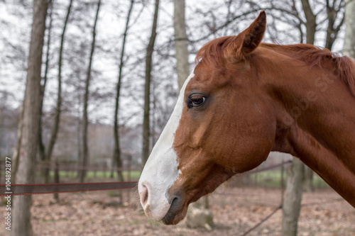Profile of a horse © KYNA STUDIO