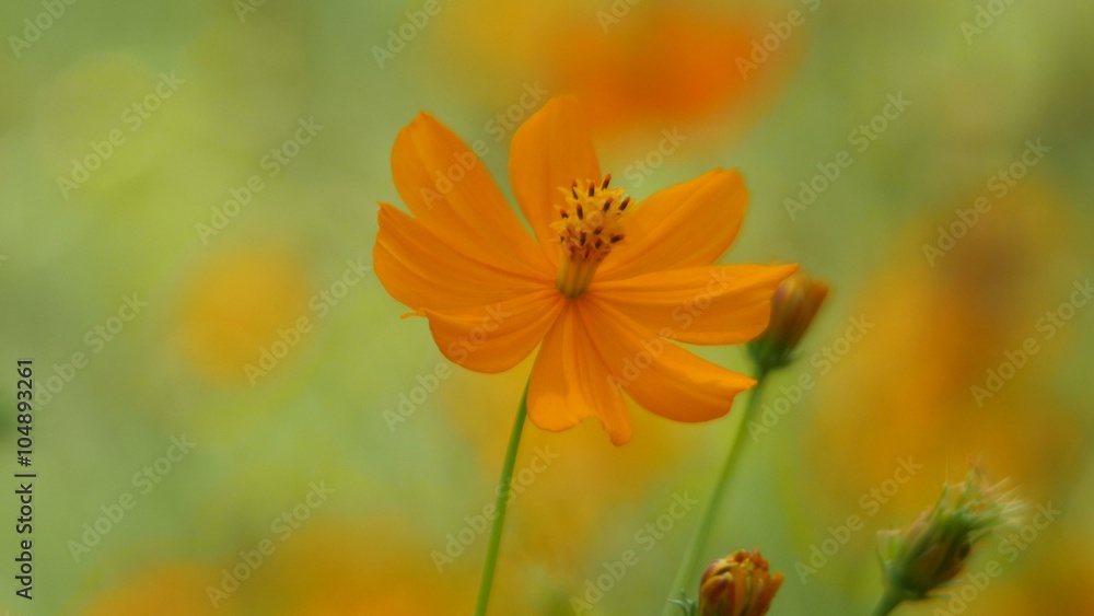a orange cosmos flower and cosmos flower buds are shaking with the wind a orange cosmos flower and cosmos flower buds are shaking with the wind