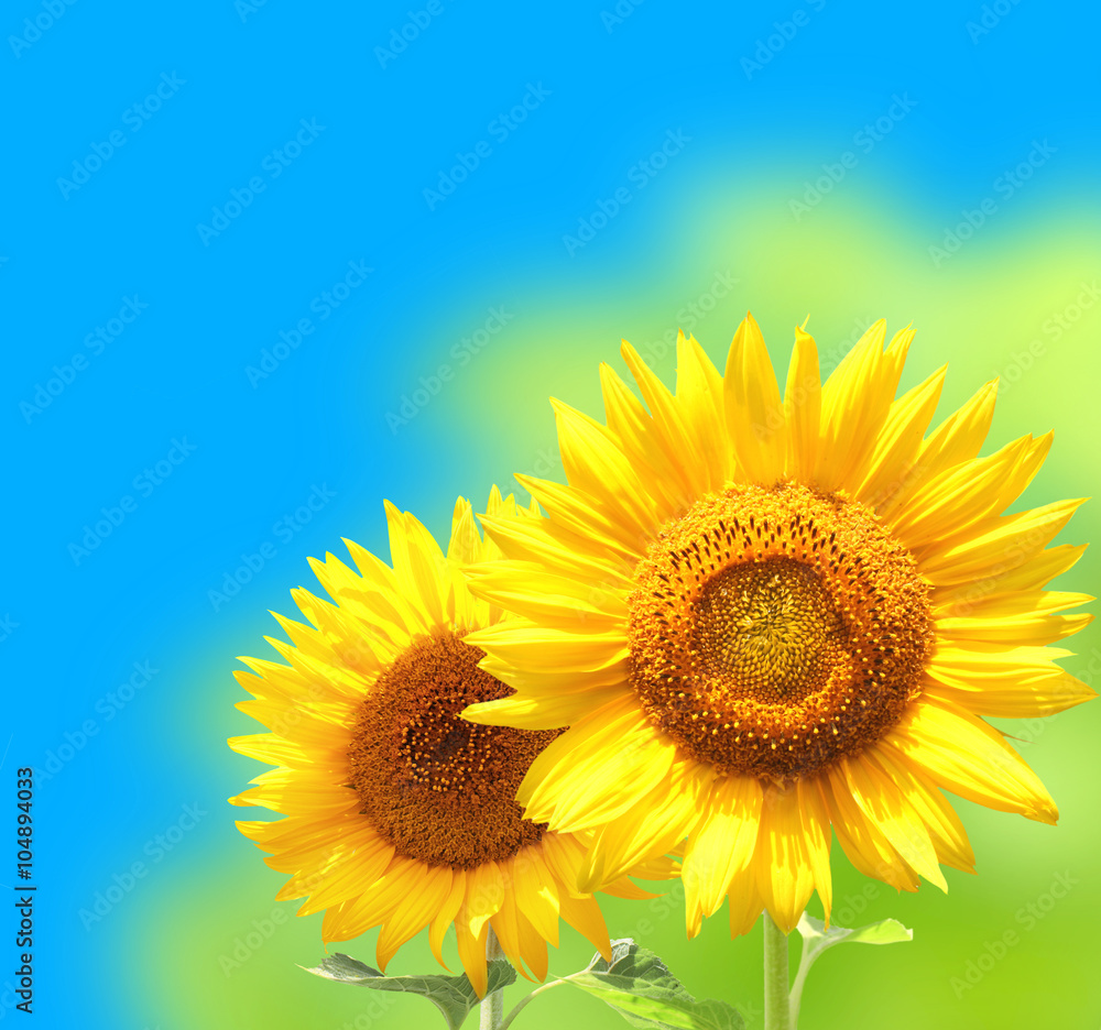 Naklejka premium Bright yellow sunflowers