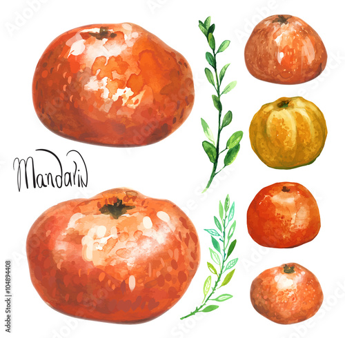 Set of hand drawn watercolor mandarins 