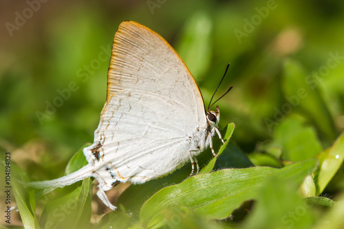 Wallpaper Mural Beautiful white butterfly on green grasses (Common Imperial, Che Torontodigital.ca
