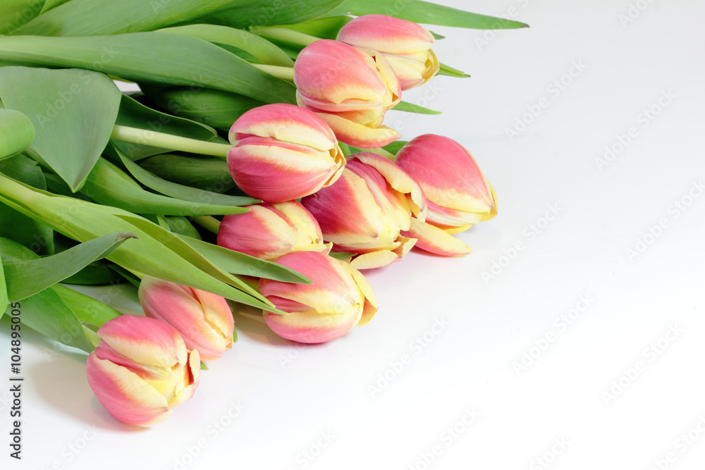 Obraz premium Bouquet of red tulip