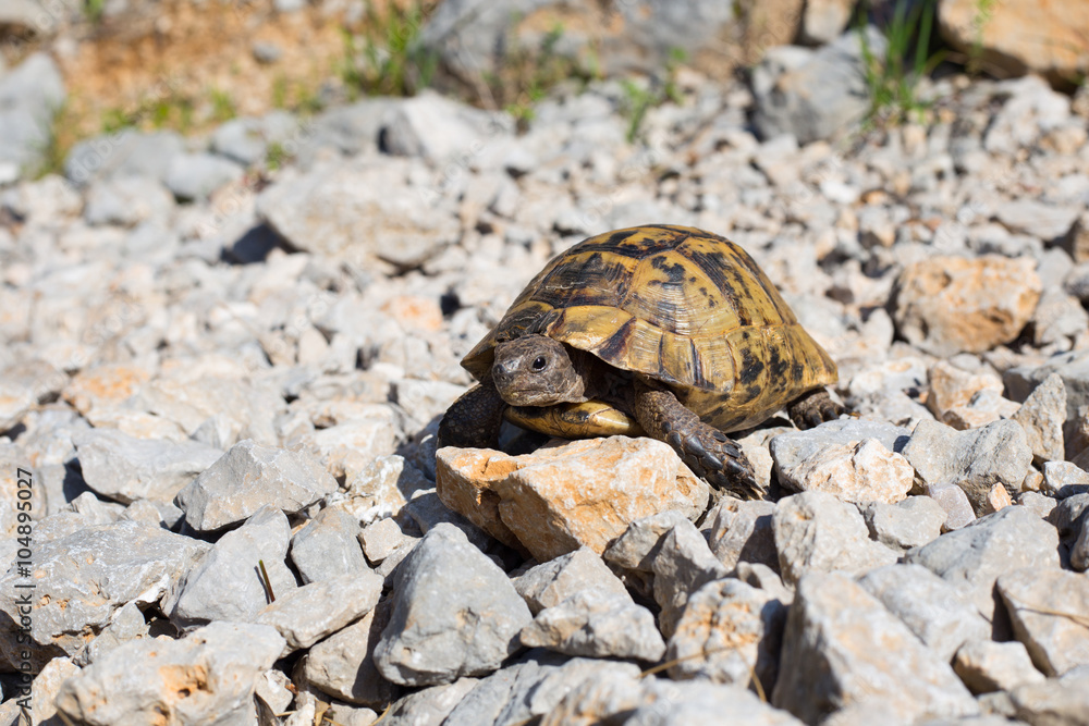 Obraz premium Snapping Turtle.