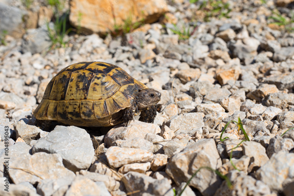 Obraz premium Snapping Turtle.