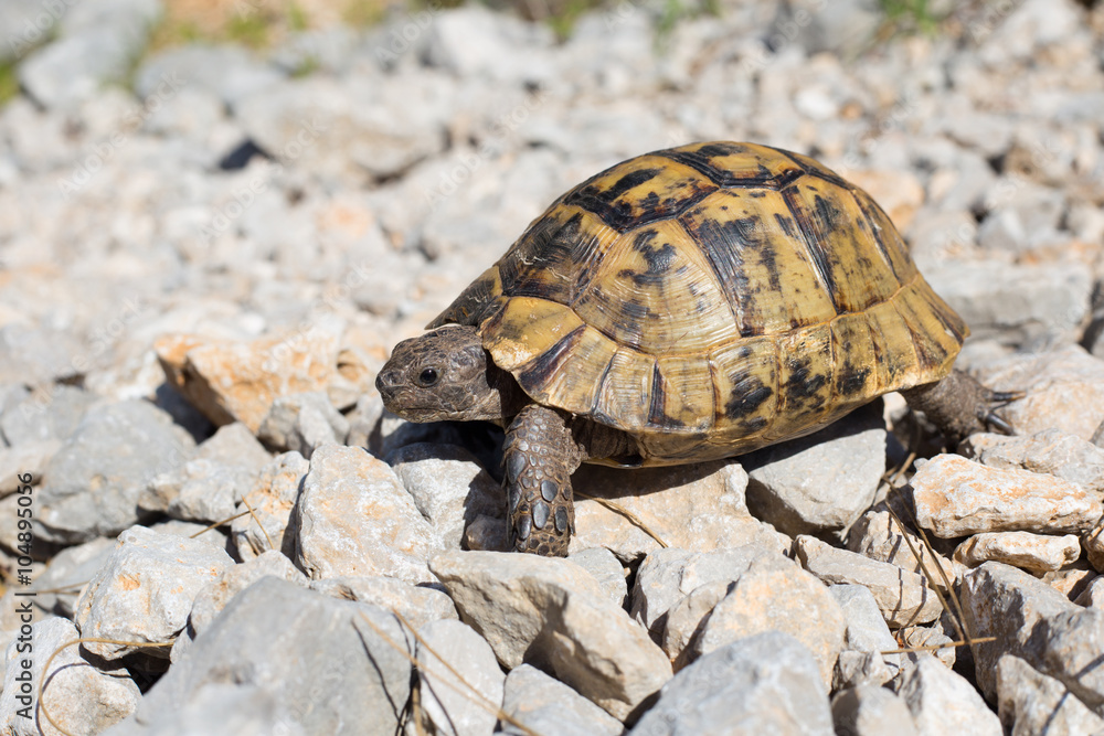 Obraz premium Snapping Turtle.