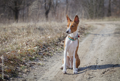 Fototapeta Naklejka Na Ścianę i Meble -  Basenji dog walking in the park