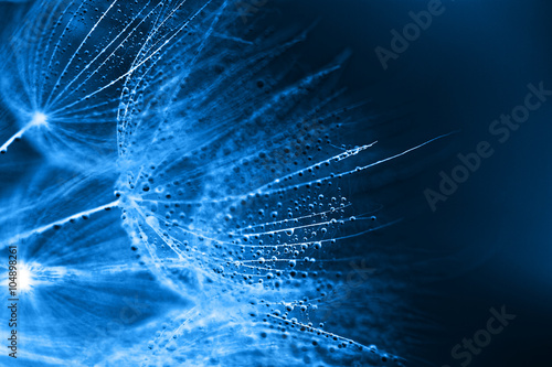 Plant seeds with water drops