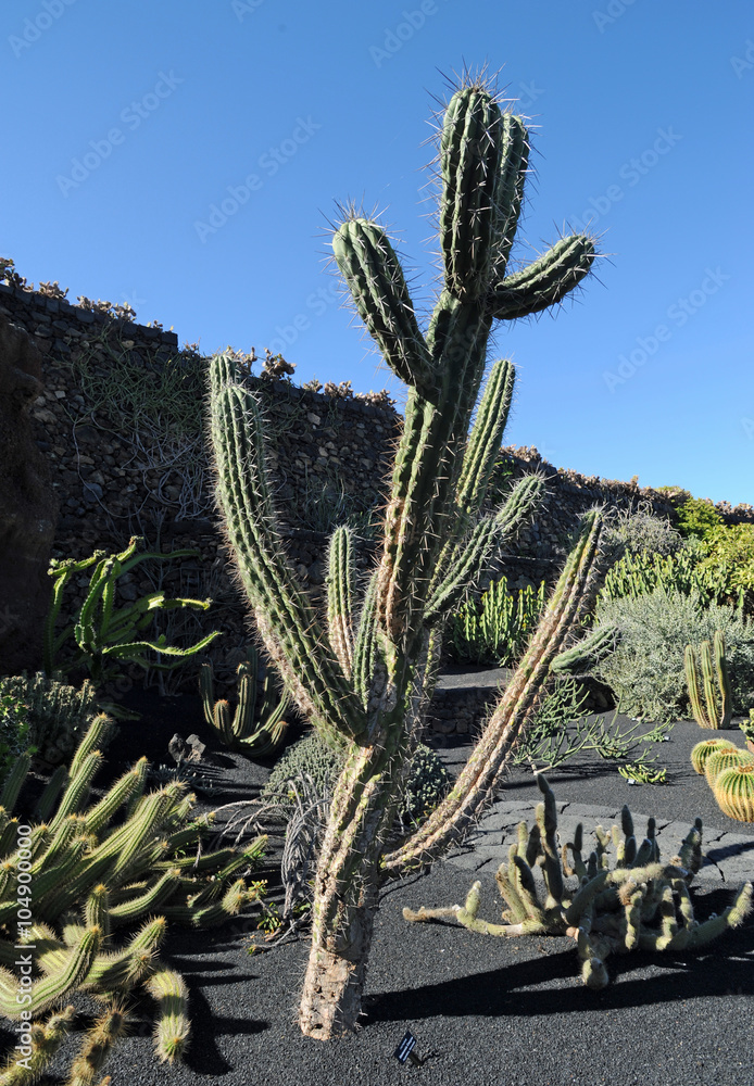 rare cactus plants Tephrocactus Geometricus - Rare, Unique, Low-maintenance Cactus