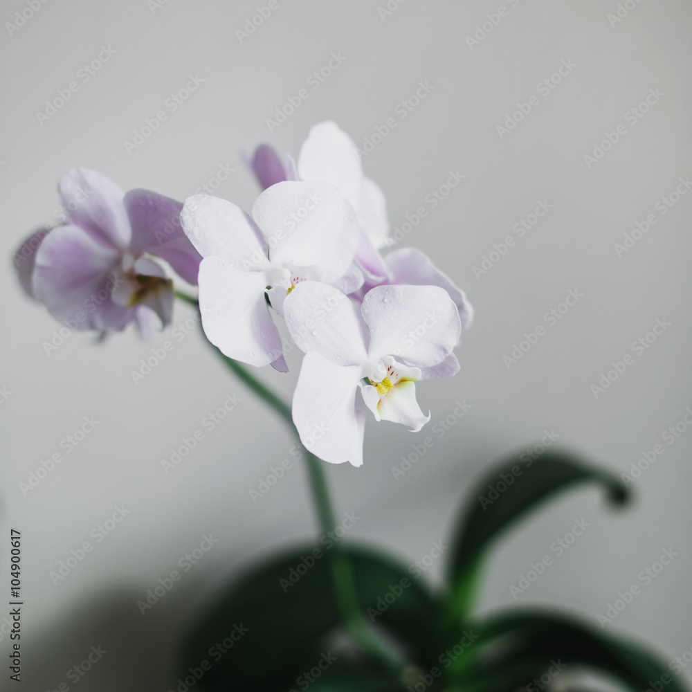 Beautiful Orchid flower