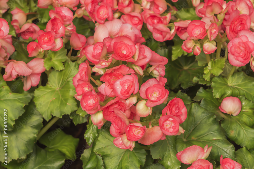 beautiful background of flowers begonias