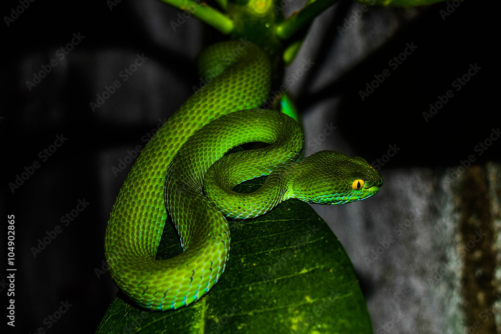 Green snake was sleeping near the wall, Thailand. Green snake was sleeping near the wall, Thailand.