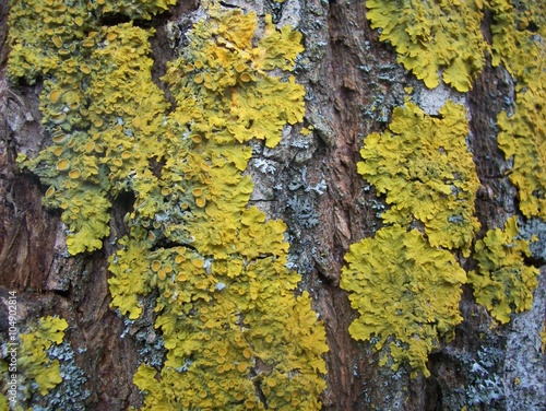 lichen on willow bark texture closeup