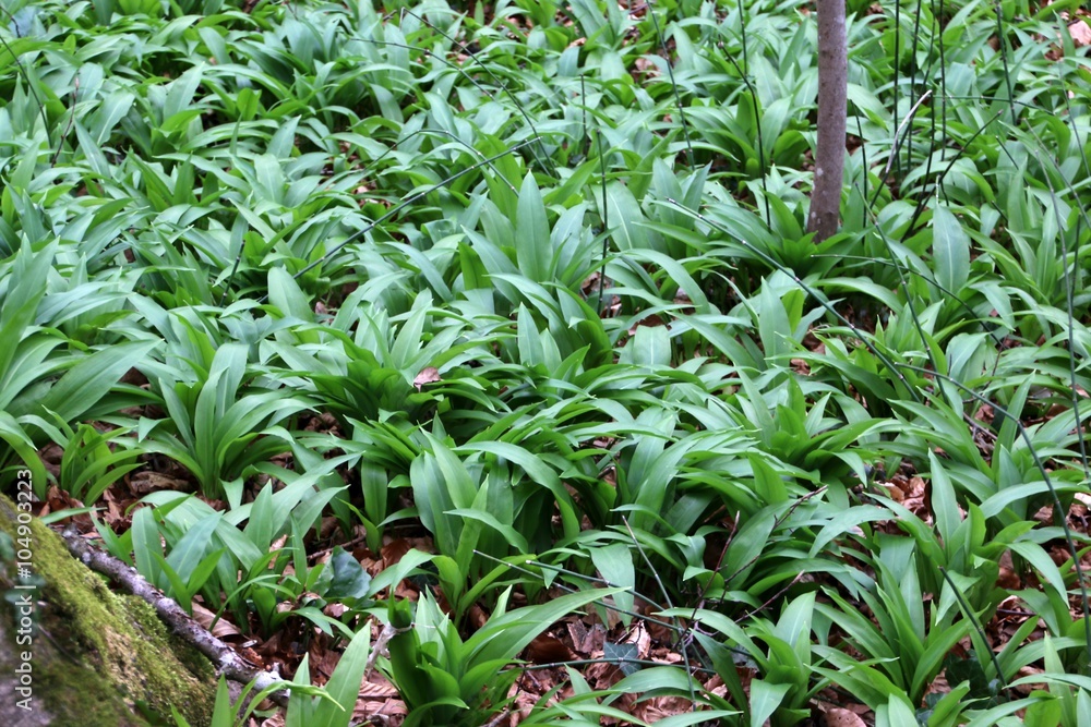 Obraz premium Ails des ours