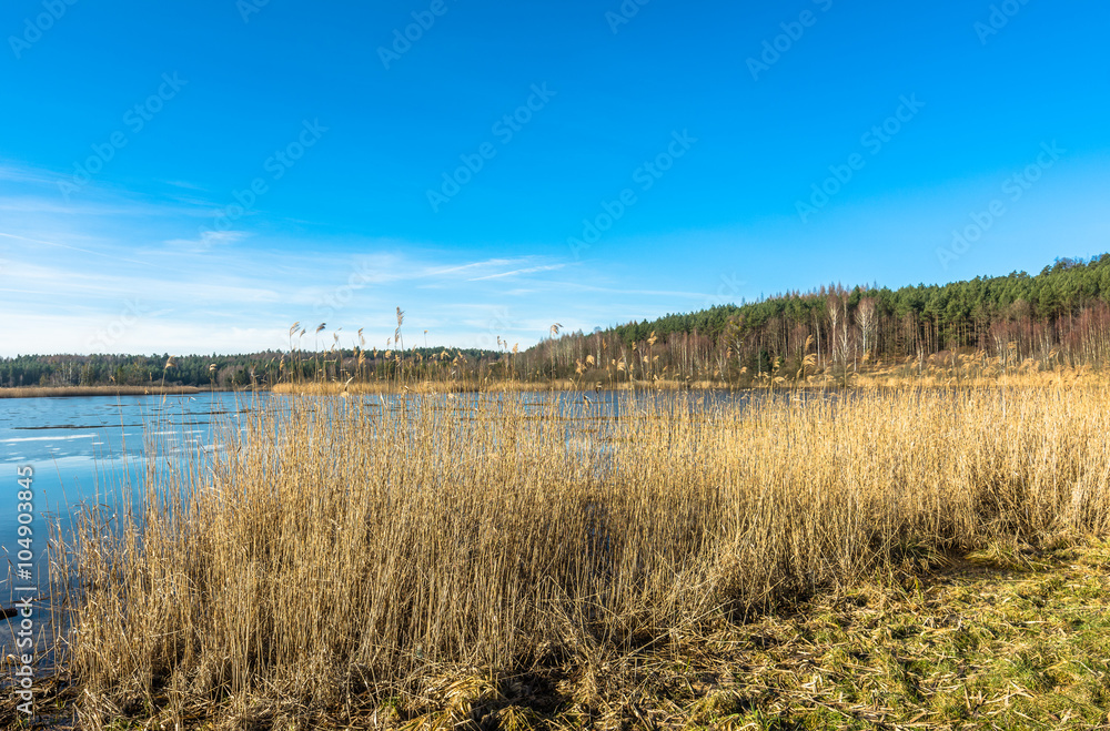 Beautiful lake landscape and forest at spring.