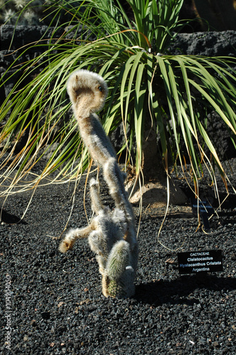 Cleistocactus hyalacanthus au jardin de cactus de Guatiza à photo